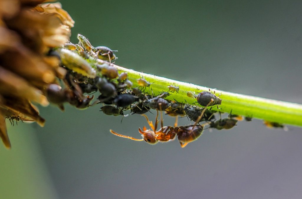 ant, aphid, lice-3716248.jpg